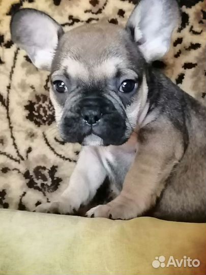 Французики