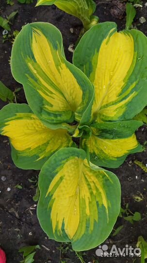 Хоста Шикарная Монтана