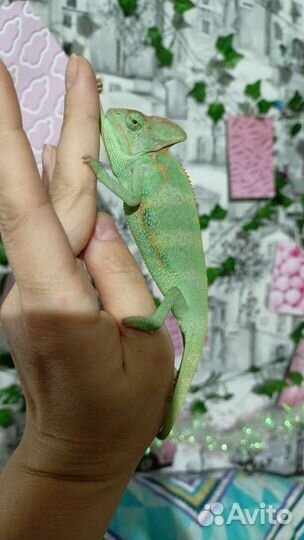 Йеменский хамелеон