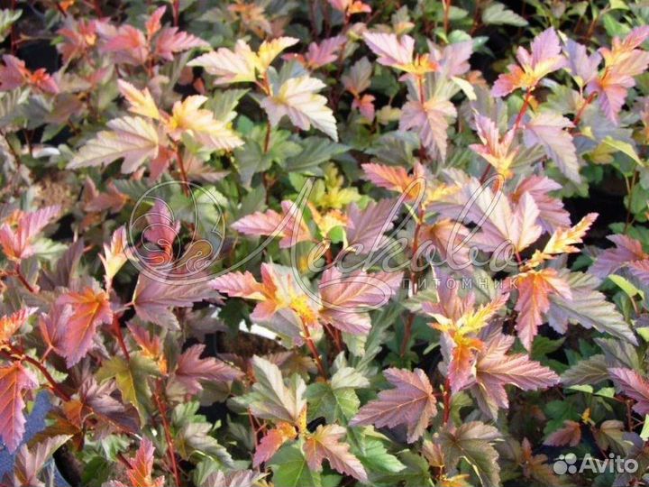 Пузыреплодник 2 сорта