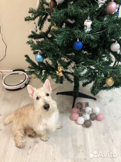 Скотч-терьер для вязки