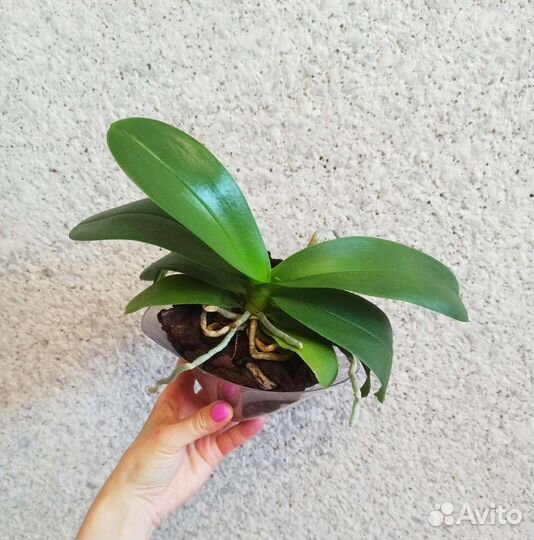 Орхидеи редкие сорта Тайвань