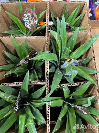 Ананас самолетная доставка