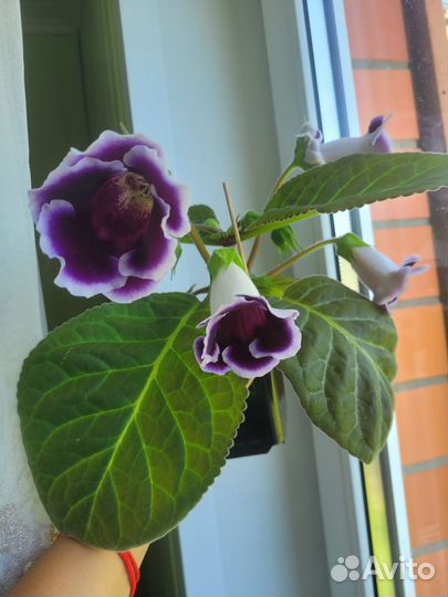 Фиалки, Глоксиния