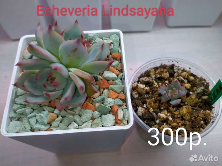 Суккуленты 5