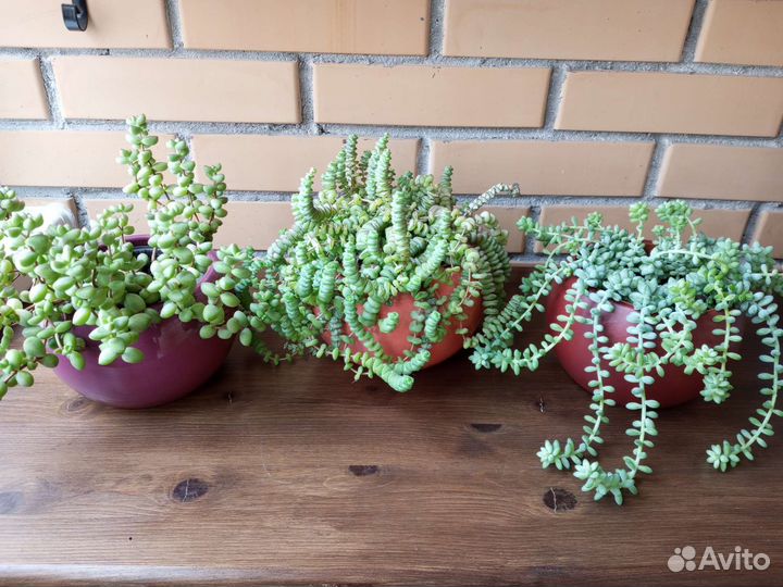 Суккулент Крассула Седум