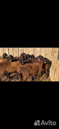 Ярки арашан