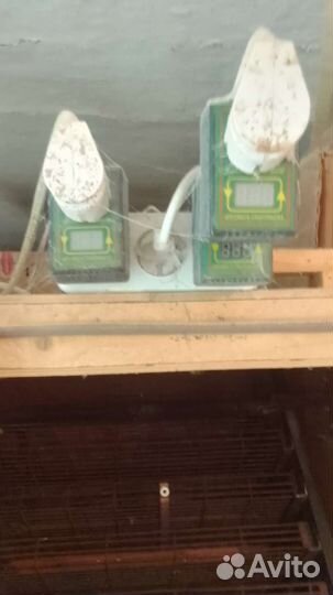 Инкубатор для яиц бу