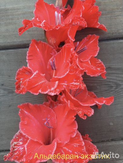 Гладиолусы детки