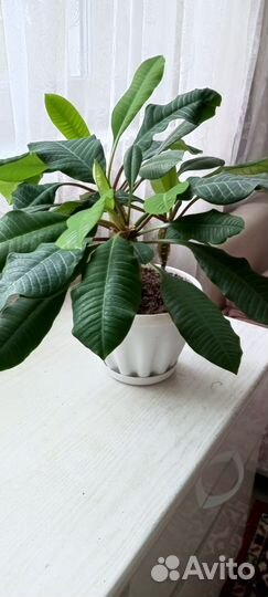 Цветок Молочай