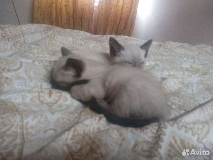 Тайские котята