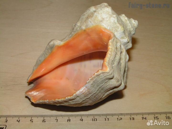 Морская раковина рапана