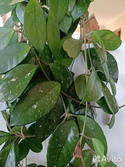 Строманта триколор, традесканция, хойя