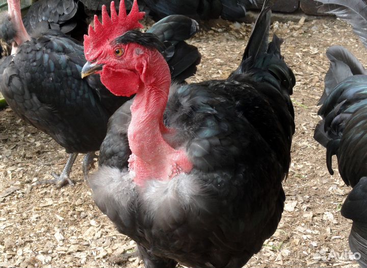 Инкубационное яйцо с/х птицы