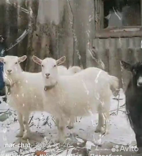 Козы и овцы