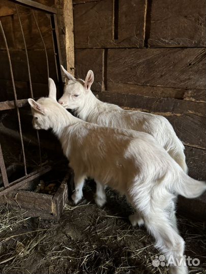 Козлята