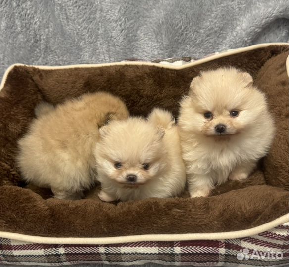 Шпиц девочки светлые