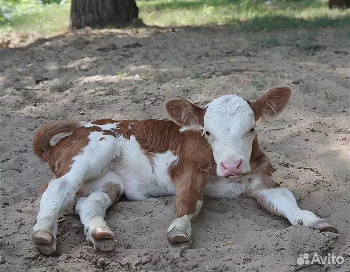Телочка домашняя на мясо