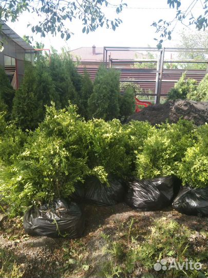 Туи, самшит