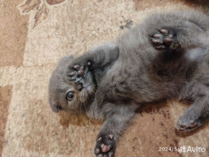 Шотландские вислоухие котята