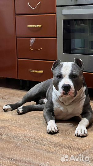 Вязка собак