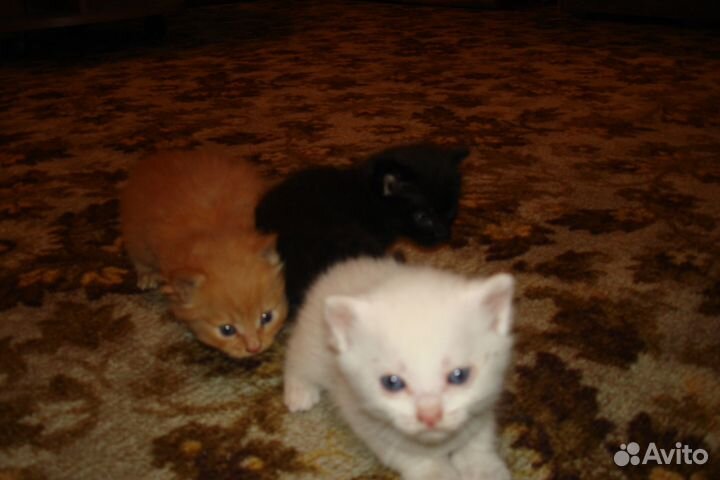 Котята в добрые руки