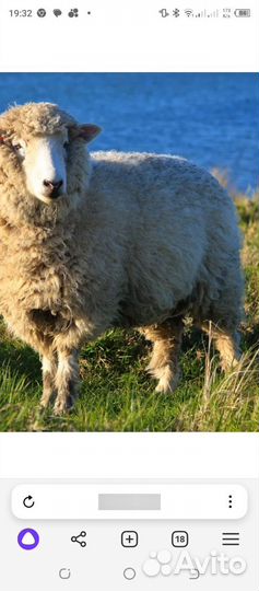 Овцы бараны