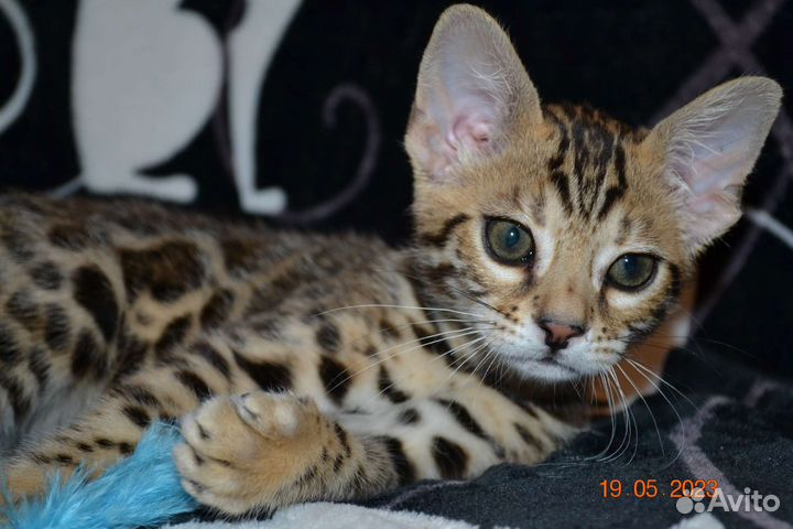 Бенгальский чудесный мальчик Ф2