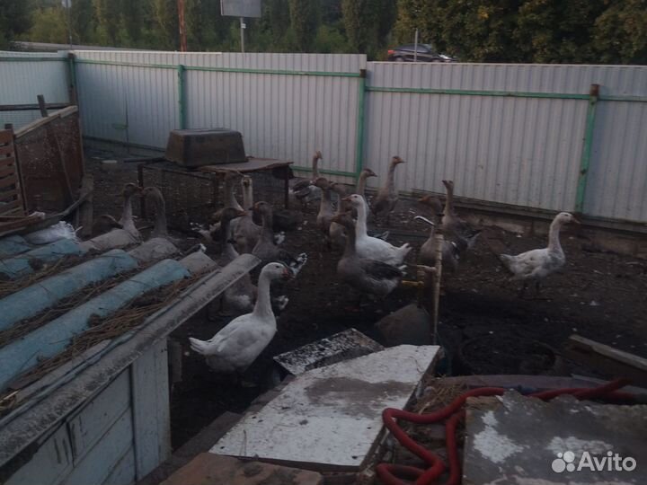 Гуси тушками