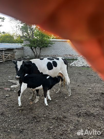 Корова дойная с теленком