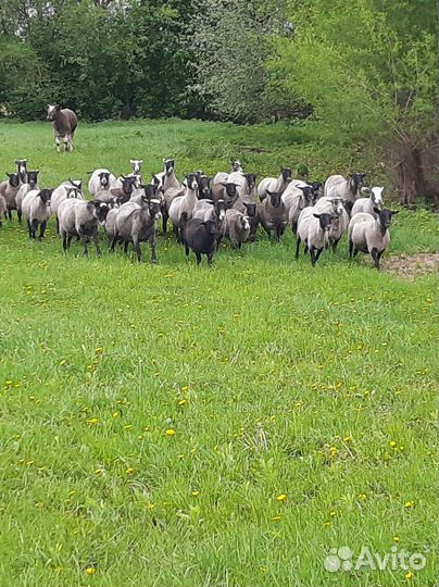 Козлики нубийские,романовские бараны