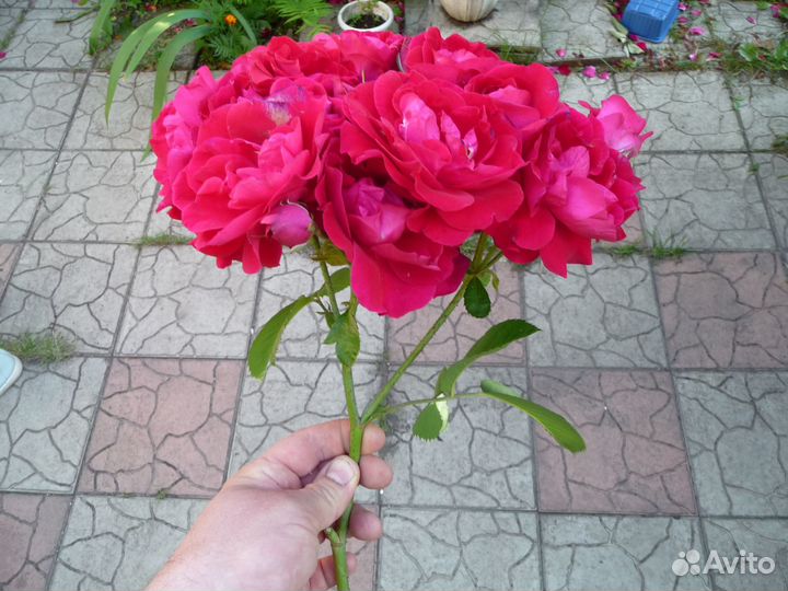 Роза плетистая