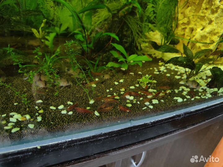 Креветки вишни, улитки хелены, сомы присоски