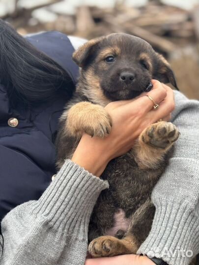 Щенок в добрые руки