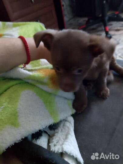 Щенок девочка, будет маленткая