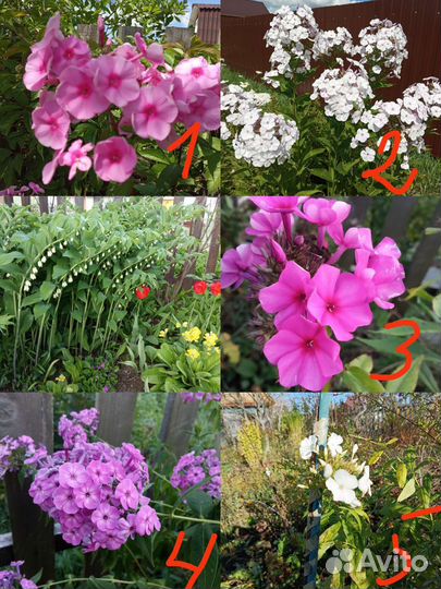 Многолетние цветы роза флоксы, пион