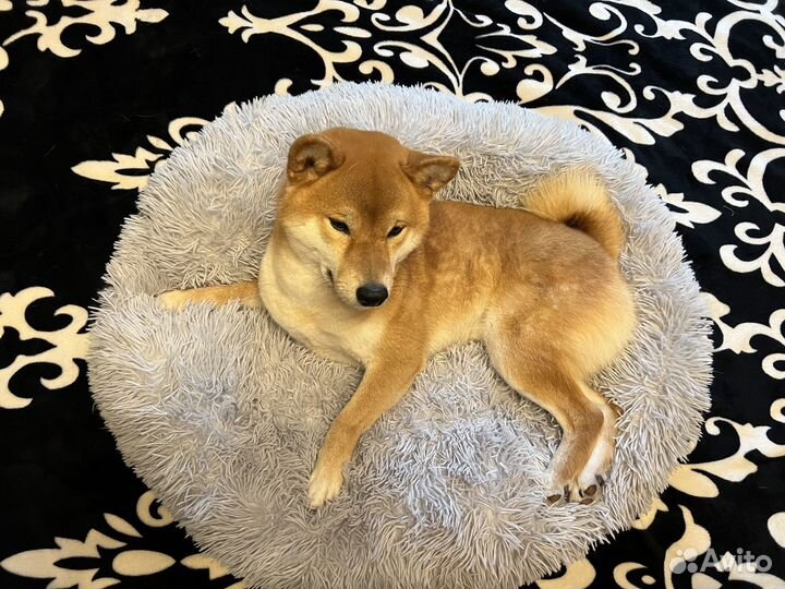 Лежанка для собаки средней породы новая