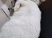 Кошка белая милашка 1 - 1.5 лет (метис британск.)