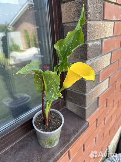 Калла садовая цветущая