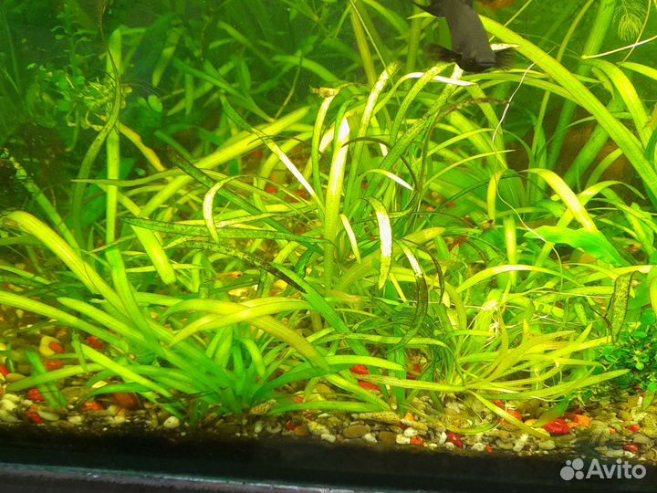 Аквариумное растение