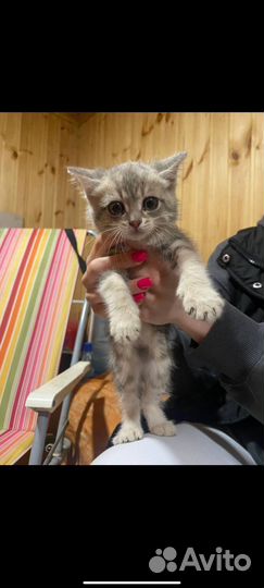 Отдам котенка в добрые руки