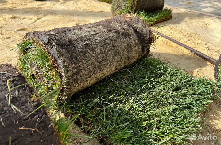 Рулонный газон с укладкой