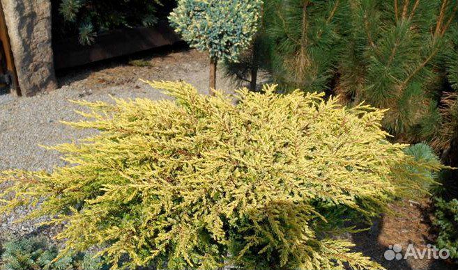 Можжевельник, хвойники