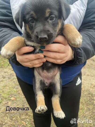 Щенки подростки