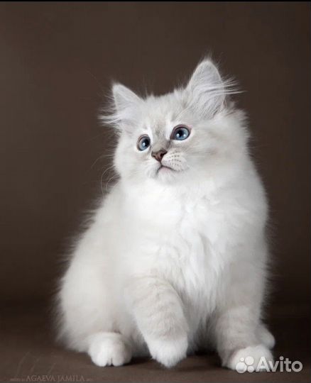 Рэгдолл Джесс