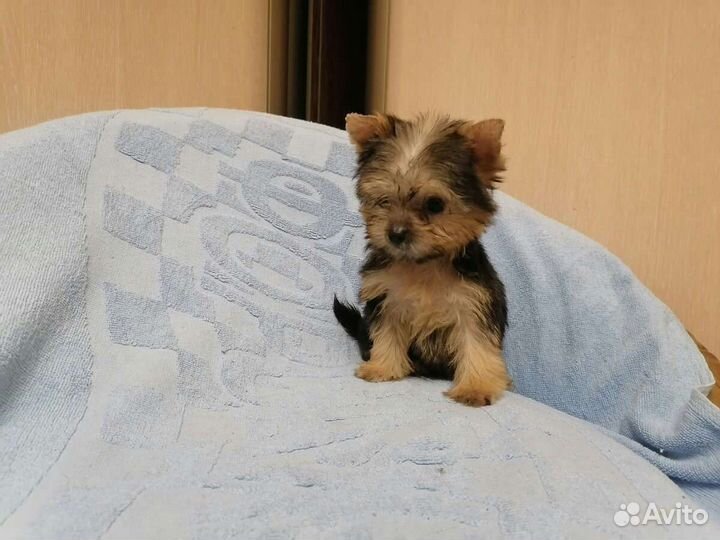 Йоркширский терьер большой выбор щенков