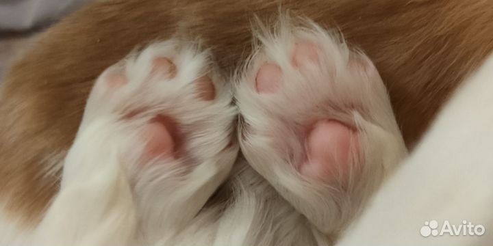 Кавалер кинг чарльз спаниель