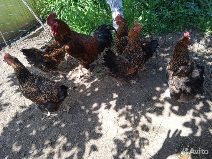 Курочки семьями. Цветной броль