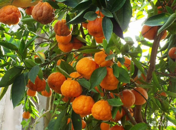 Автоматика для оранжереи, теплицы