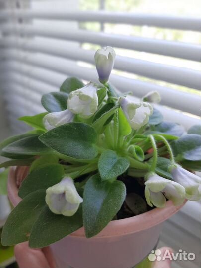 Фиалка Нейтири